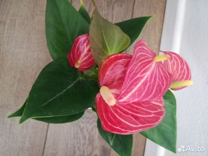 Антуриумы 10 видов