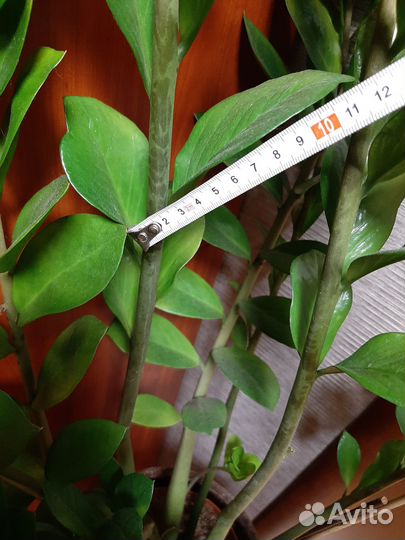 Замиокулькас. 140см