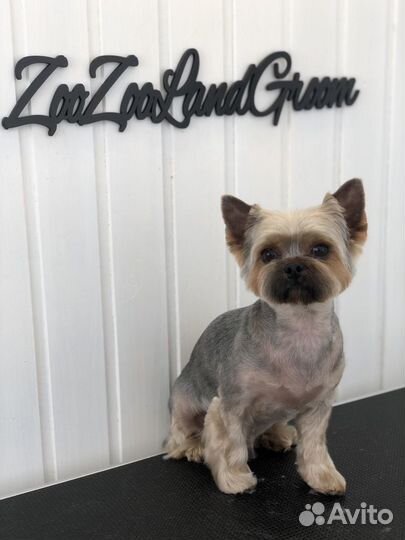 Стрижки для собачек и кошечек