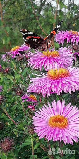 Садовые растения