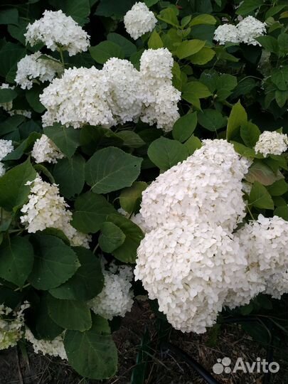 Гортензия саженцы