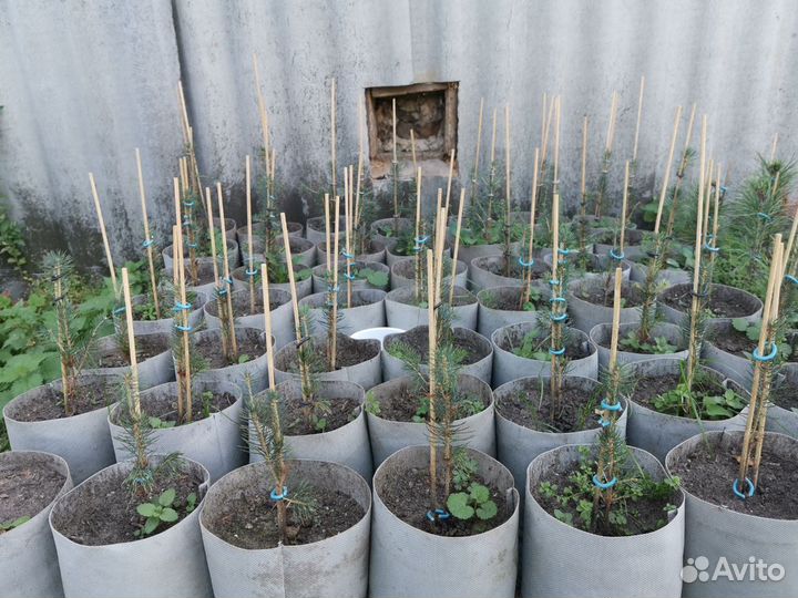 Ель голубая саженцы