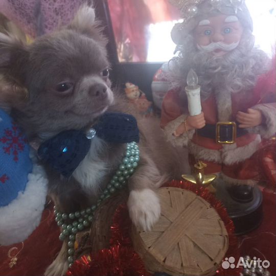 Вязка лиловый Чихуахуа