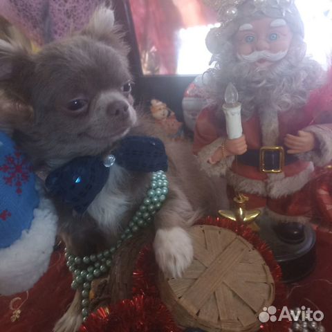 Вязка лиловый Чихуахуа