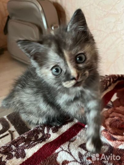 Котенок в добрые руки