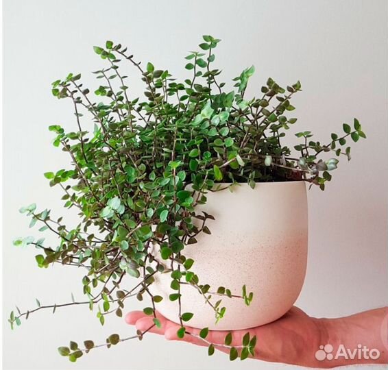 Коллизия ползучая