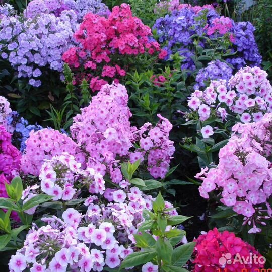 Флокс метельчатый