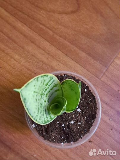 Сансевиерия ханни крем