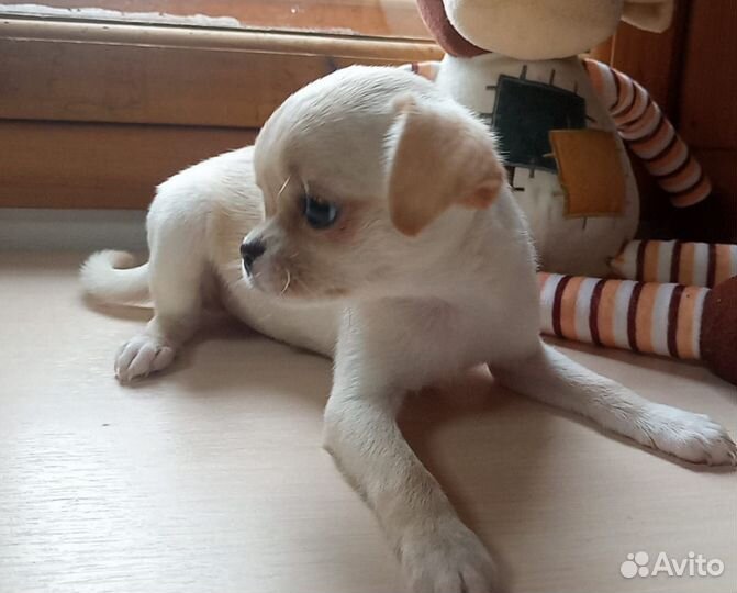 Щенки чихуахуа