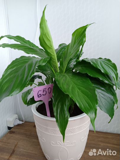 Спатифиллум в горшке
