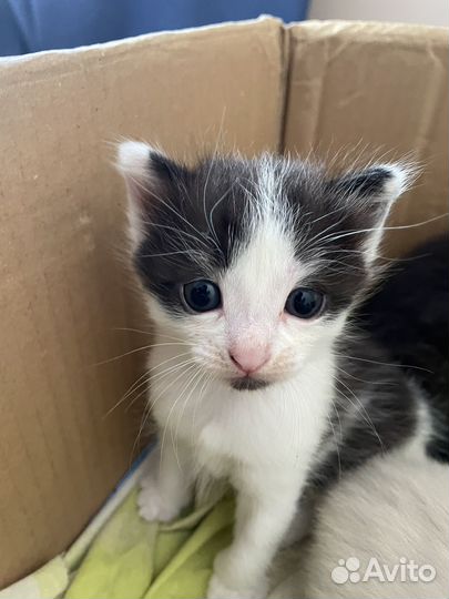 Котята бесплатно