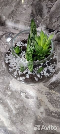 Флорариум из суккулентов