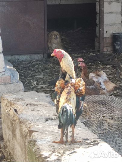 Бойцовые петухи