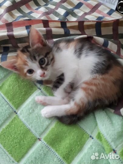 Отдам в добрые руки кошечку