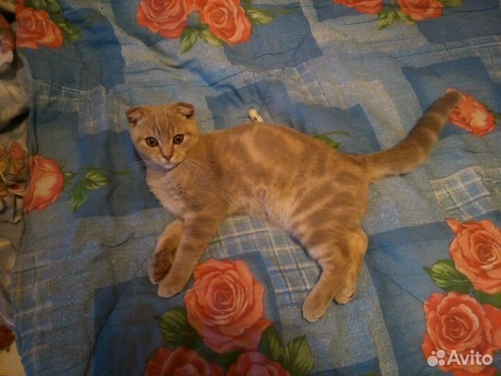 Вязка Шотландский вислоухий кот