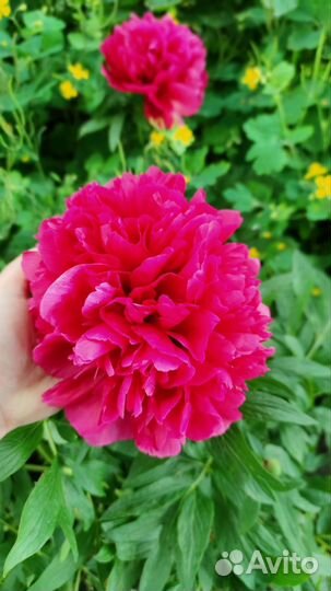 Пион корни куста