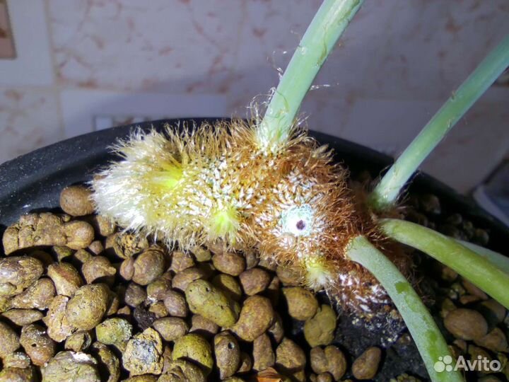 Папоротники комнатные (разные виды)