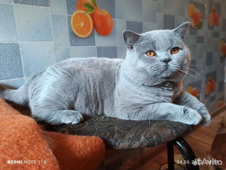 Британский кот вязка
