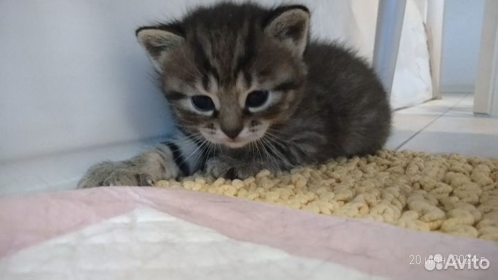 Котята ищут дом