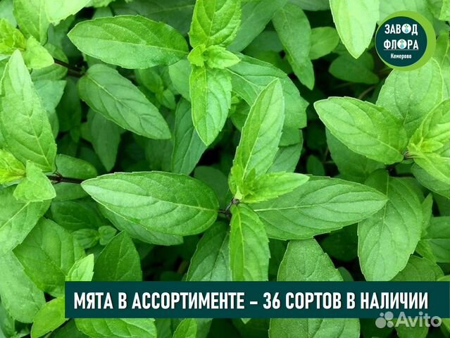Мята 36 сортов (0,1л)