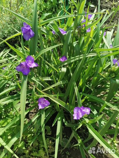 Многолетки для сада