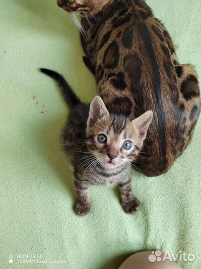 Бенгальские котята