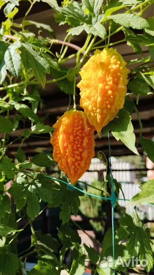 Момордика семена