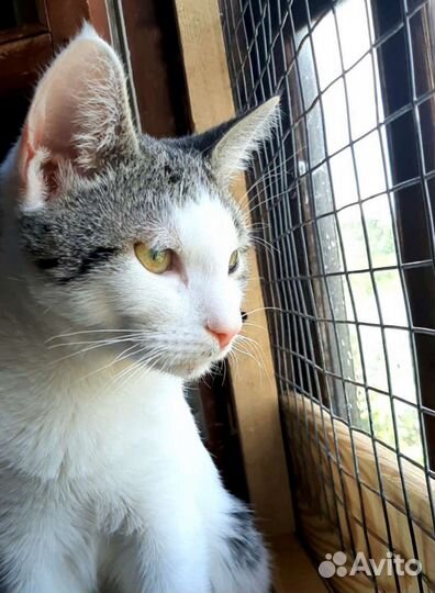 Котики бесплатно в добрые руки