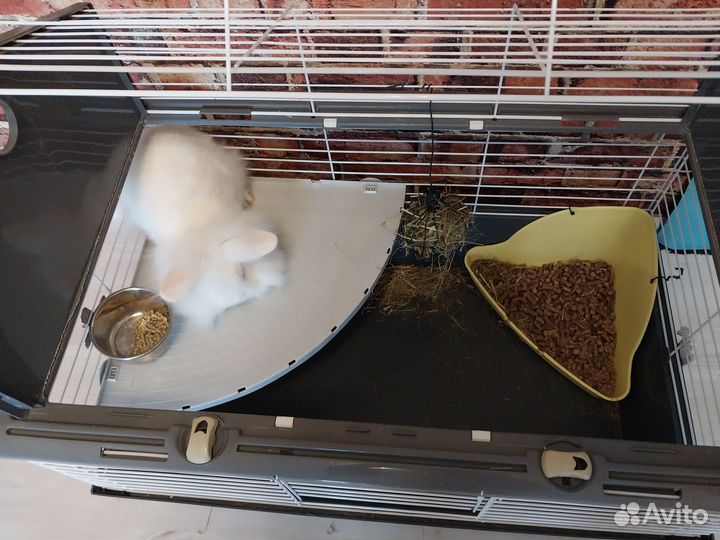 Декоративный карликовый кролик шикарная девочка