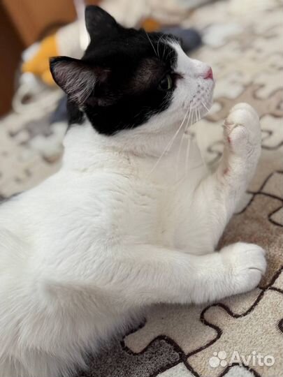 Котик в добрые руки