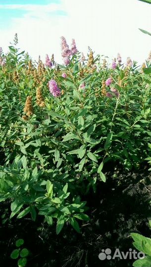 Спирея Биларди