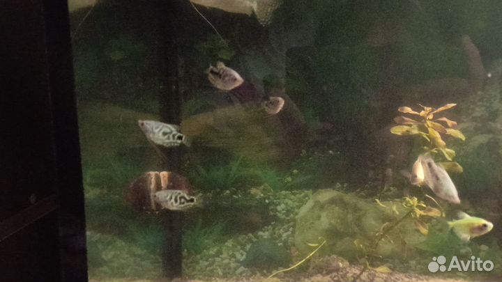 Мальки гурамок