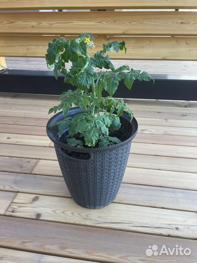 Рассада помидор черри