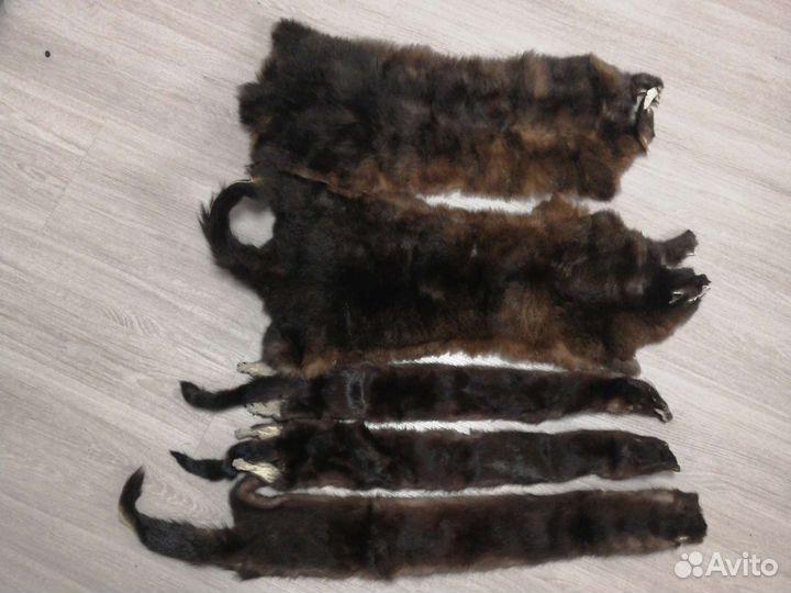 Шкурка животного соболь