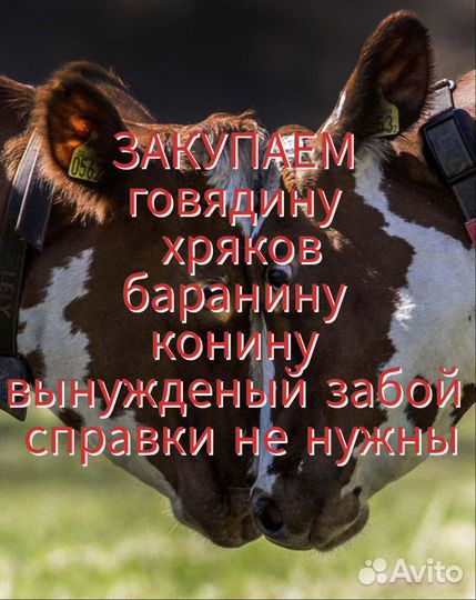 Закупка мяса