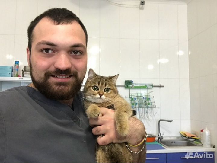 Ветеринарный врач / ветеринар на вызов