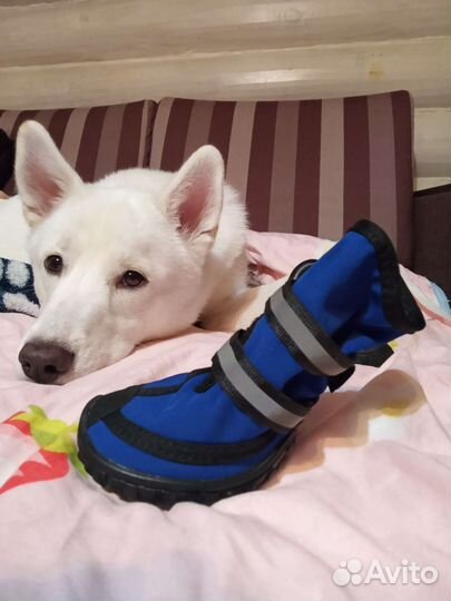 Ботинки для собак XL