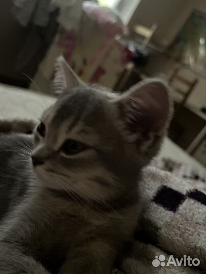 Отдам кошечку