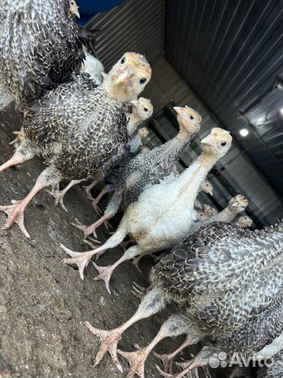 Индюшата 2 месяца
