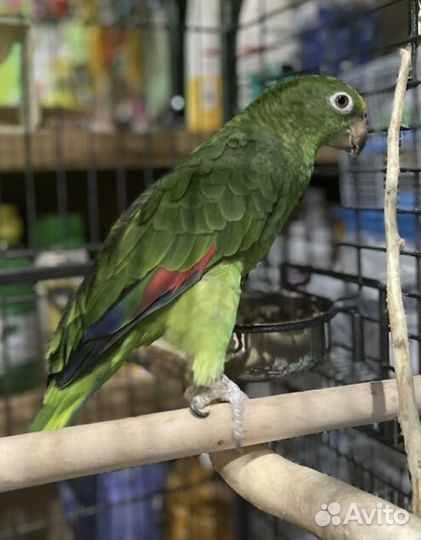 Попугай Амазон