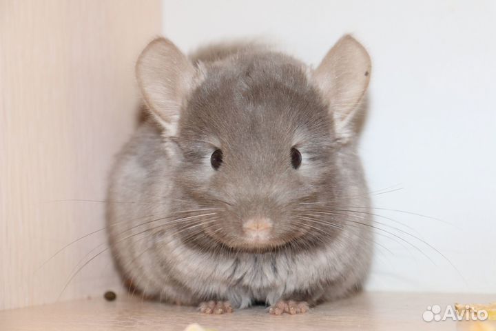 Шиншилла