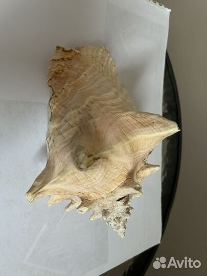 Ракушка океаническая большая