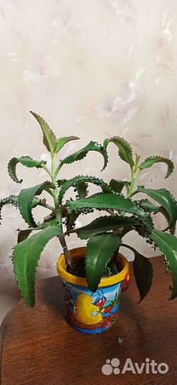 Каланхоэ лечебное