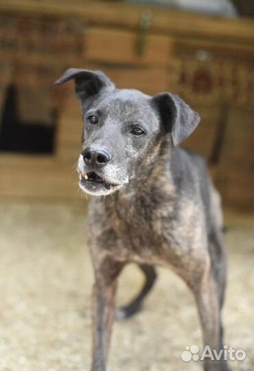 Собака в добрые руки ищет дом