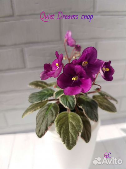 Детки сортовых фиалок