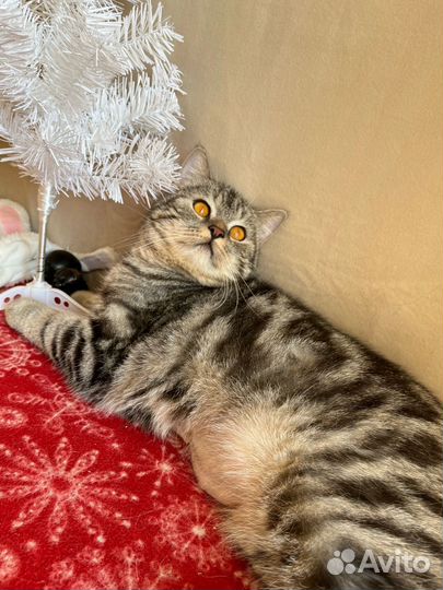 Британский кот