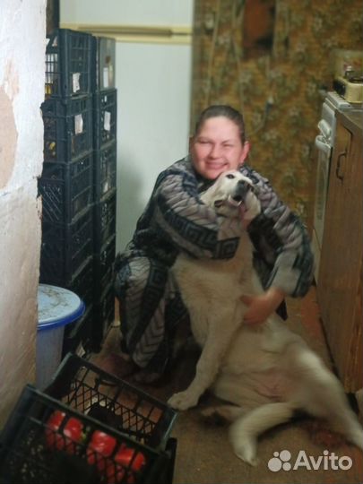 Животные собаки