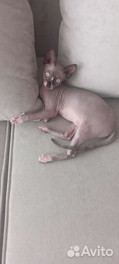 Кошечка сфинкс