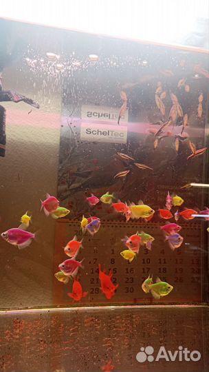 Тернеция глофиш