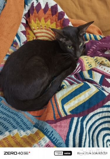 Ориентальная девочка